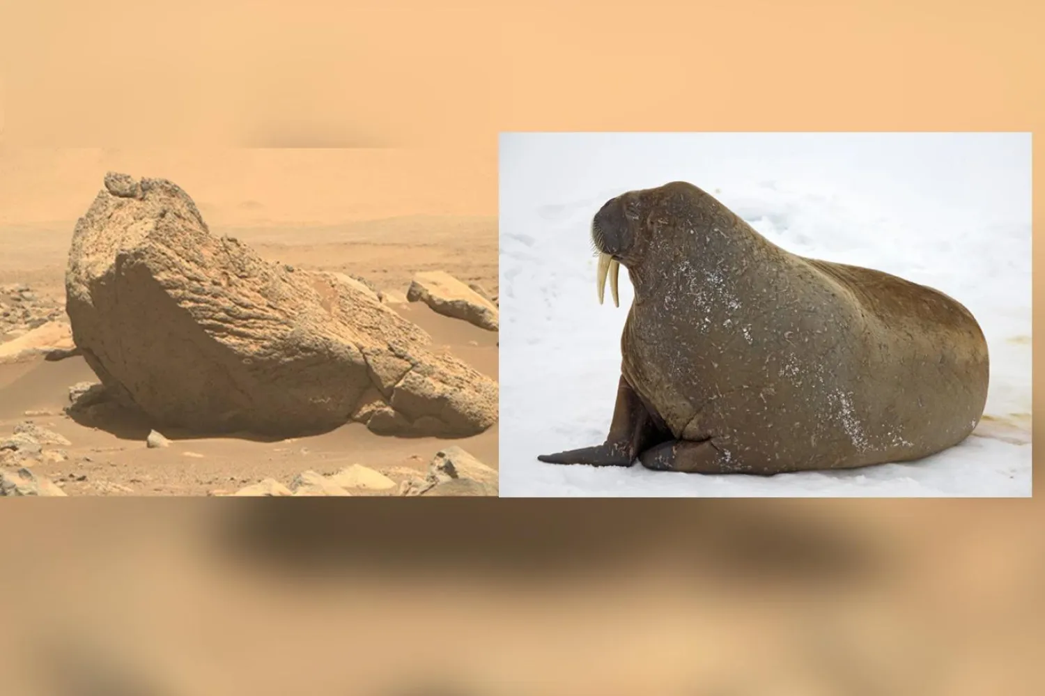 18 Şubat'ta Mars'a ulaşan Perseverance, bilimsel araştırmalar yaparken birbirinden renkli fotoğraflar çekiyor (Fotoğraflar: NASA, Unsplash / Kolaj: Independent Türkçe)