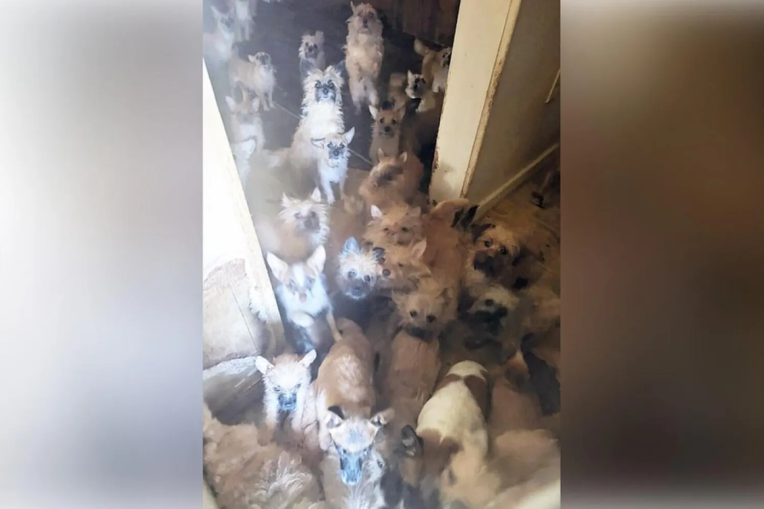 Köpeklerin çoğunun cinsi Teriyer, Jack Russell veya Çivava (Kootenai Humane Society)