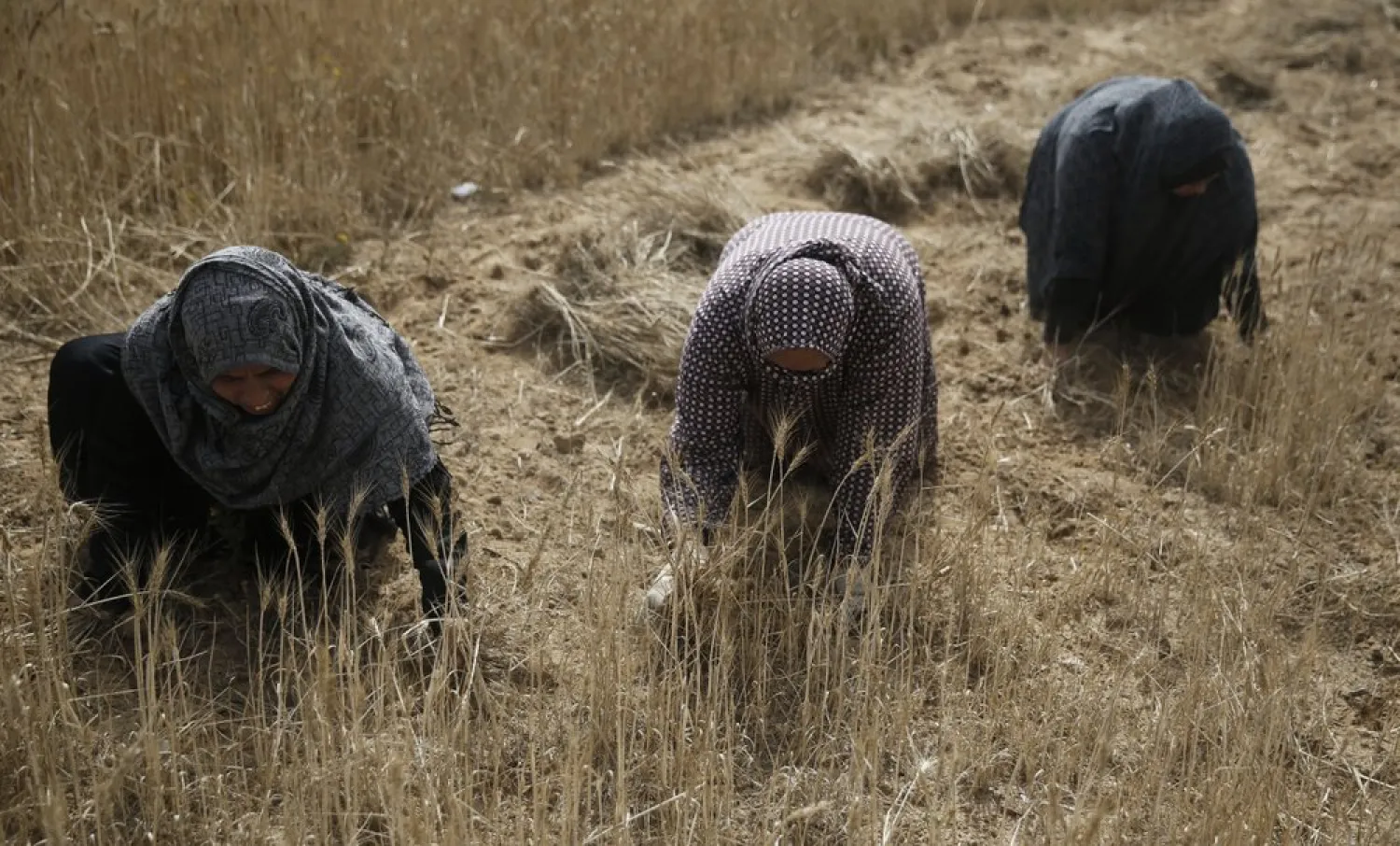 Palestinian women harvest wheat in east Khan Younis, southern Gaza Strip, Sunday, April 28, 2019. (AP Photo/Hatem Moussa)
