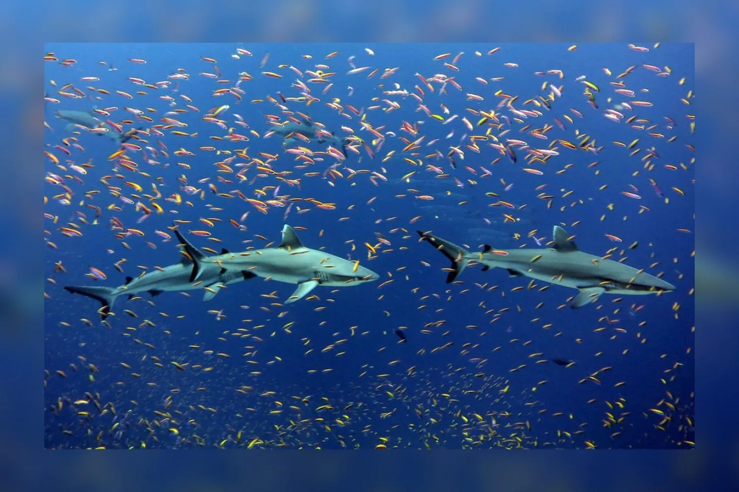 Uzmanlar bulgularının, hayatta kalmak için hareket etmesi gereken türlerin bulunmasında kullanılabileceğini düşünüyor (NOAA)