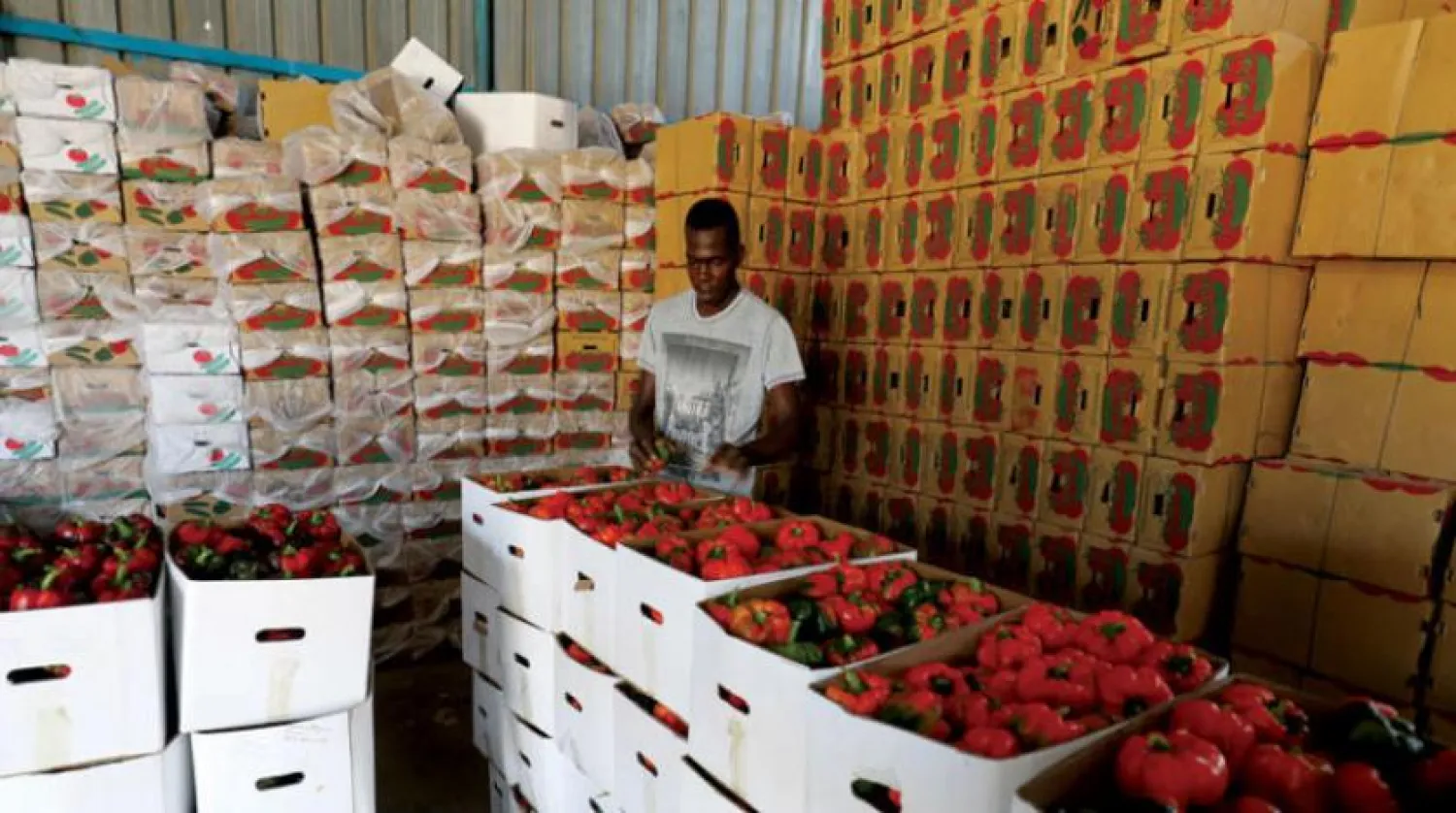 A man prepares pepper crops for export in Rafah. (dpa)
