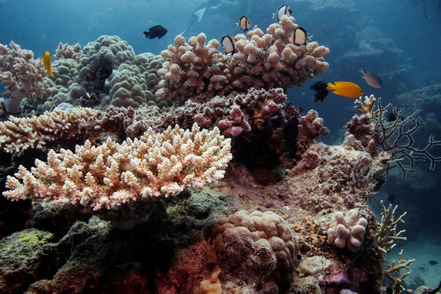 Reef fish swim above recovering coral colonies on the Great Barrier Reef off the coast of Cairns, Australia October 25, 2019. (Reuters)
