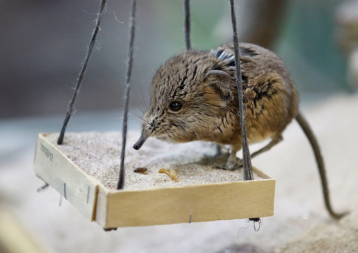 A handout photo dated March 21, 2013 shows a short-eared elephant shrew swinging on his new swing in the Wilhelmina in Stuttgart, Germany. (Photo by Susanne Kern/DPA)
