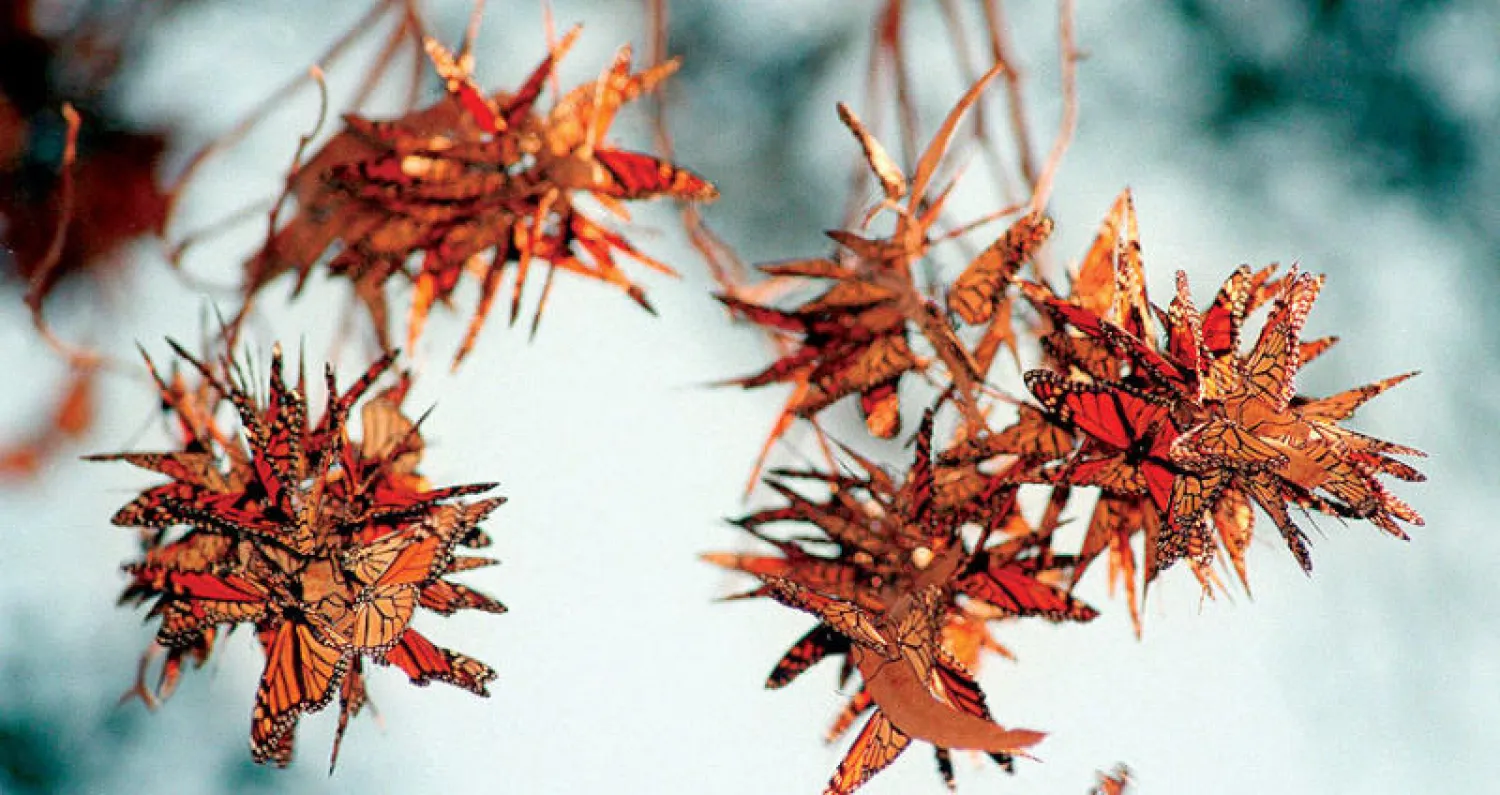 أكثر من 200 نوع من الفراشات يعيش في كولومبيا (أ.ب)