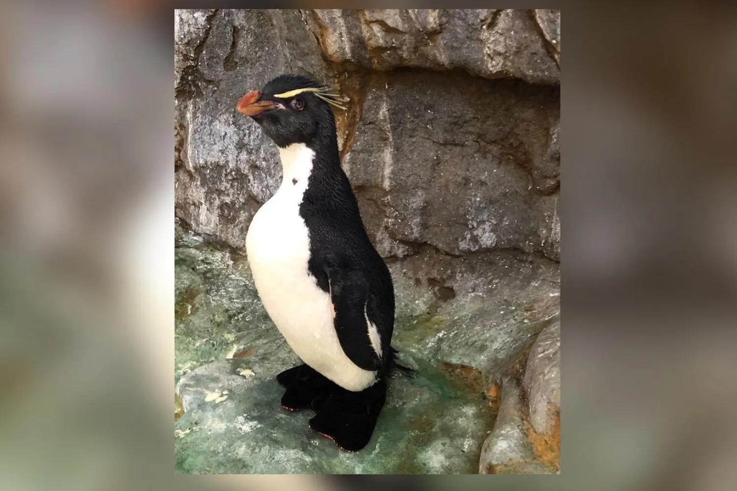 Bakıcılar, Enrique'ye ayakkabıyı sabah giydirip akşam çıkarıyor (Saint Louis Hayvanat Bahçesi)