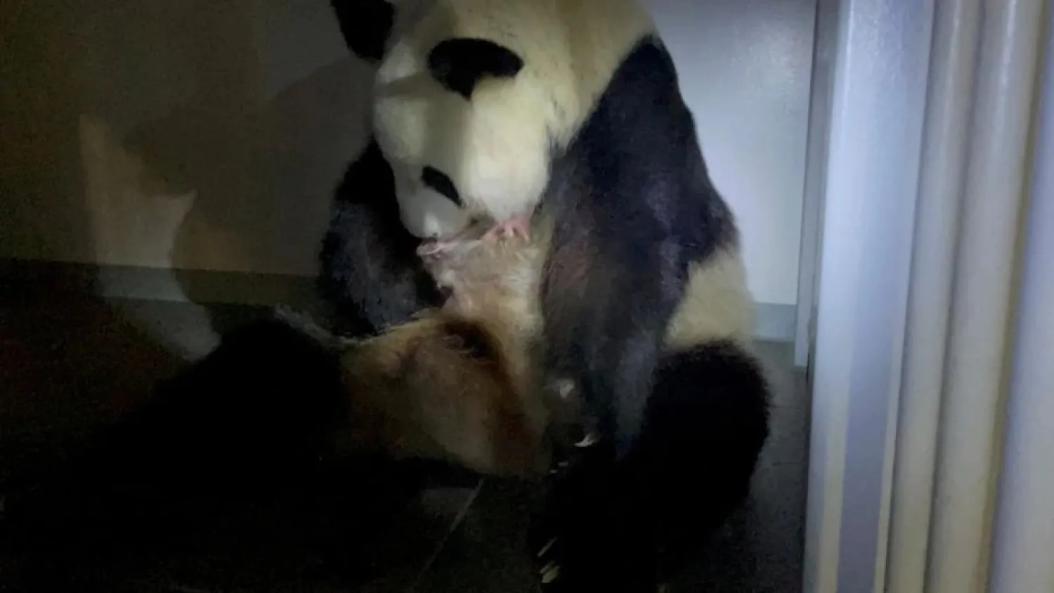 A giant panda Shin Shin holds one of her newly-born twin pandas at Ueno Zoological Park in Tokyo, Japan June 23, 2021, in this handout image by Tokyo Zoological Park Society. (Handout via Reuters)