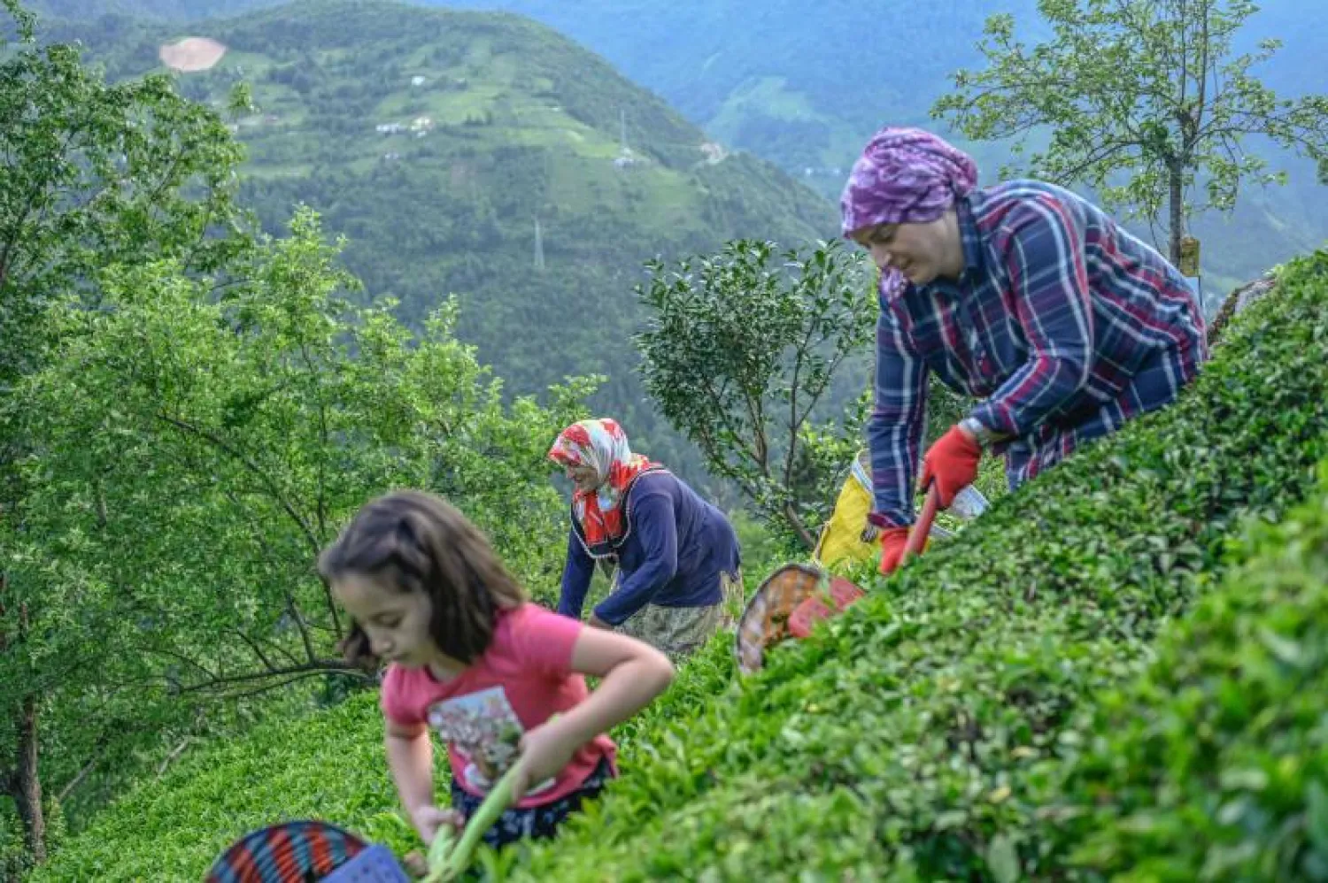 قرويون يقطفون الشاي في أرض محلية في إيكيزدير بمقاطعة ريزي في منطقة البحر الأسود في تركيا (أ.ف.ب)