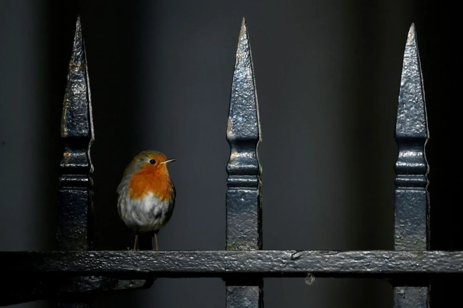 A robin is seen on a fence in Downing Street, following the outbreak of the coronavirus disease (Covid-19), London, Britain, April 29, 2020. (Reuters)