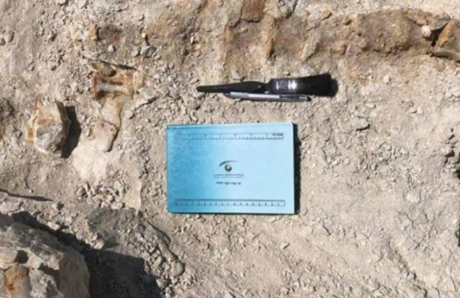 The Saudi Geological Survey announced the discovery of the remains of an extinct primitive whale.