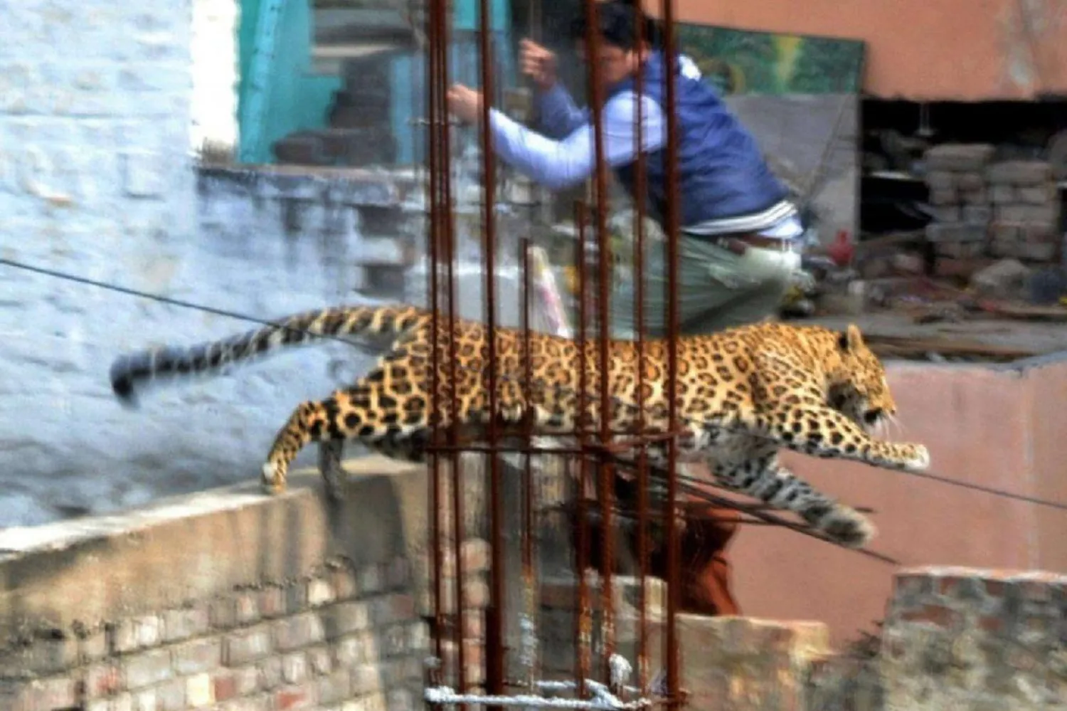 Hindistan'da yaklaşık 13 bin leopar olduğu tahmin ediliyor. (AFP/Arşiv)