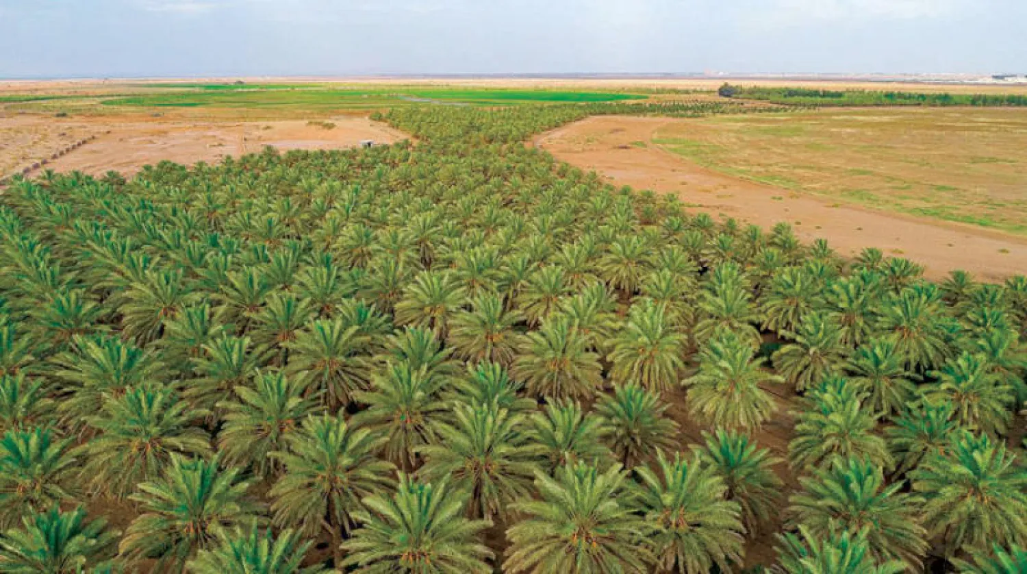 السعودية تشجع الشركات الزراعية على الطرح في السوق المالية (الشرق الأوسط)