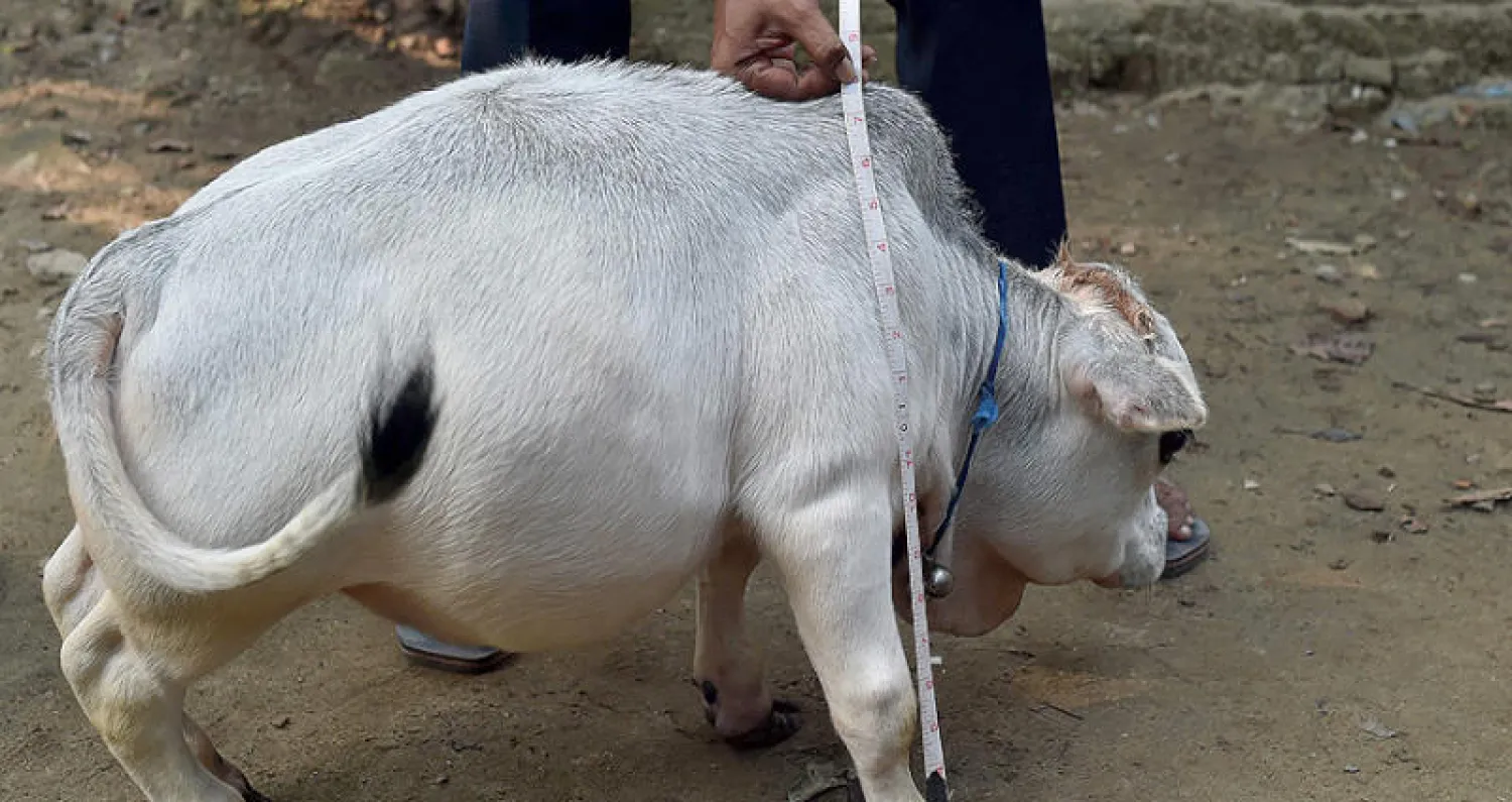 قياس البقرة القزمة «راني» (أ.ف.ب)
