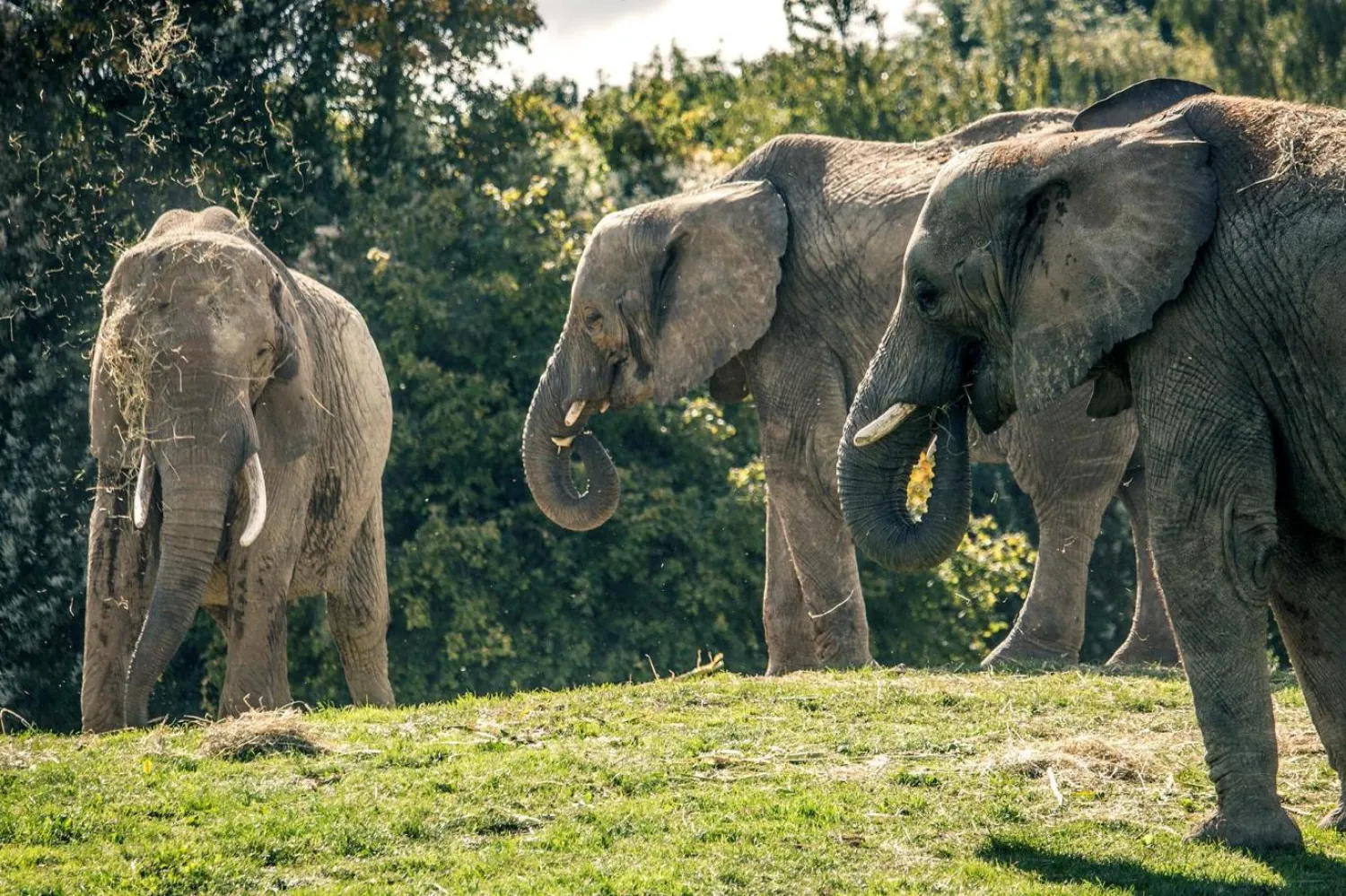 Fil sürüsünün toplam ağırlığı 25 ton (Howletts Yabani Hayvan Parkı)