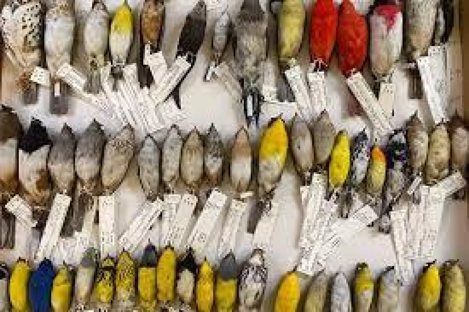 طيور في المتحف الميداني للتاريخ الطبيعي بالولايات المتحدة (فوكس)