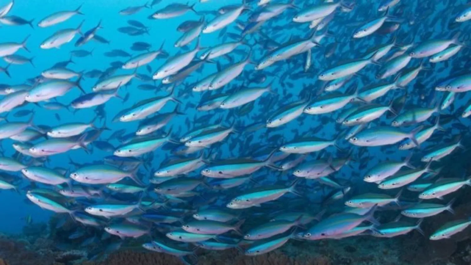 فيديو مذهل لإطلاق آلاف الأسماك من طائرة  لبحيرة أميركية