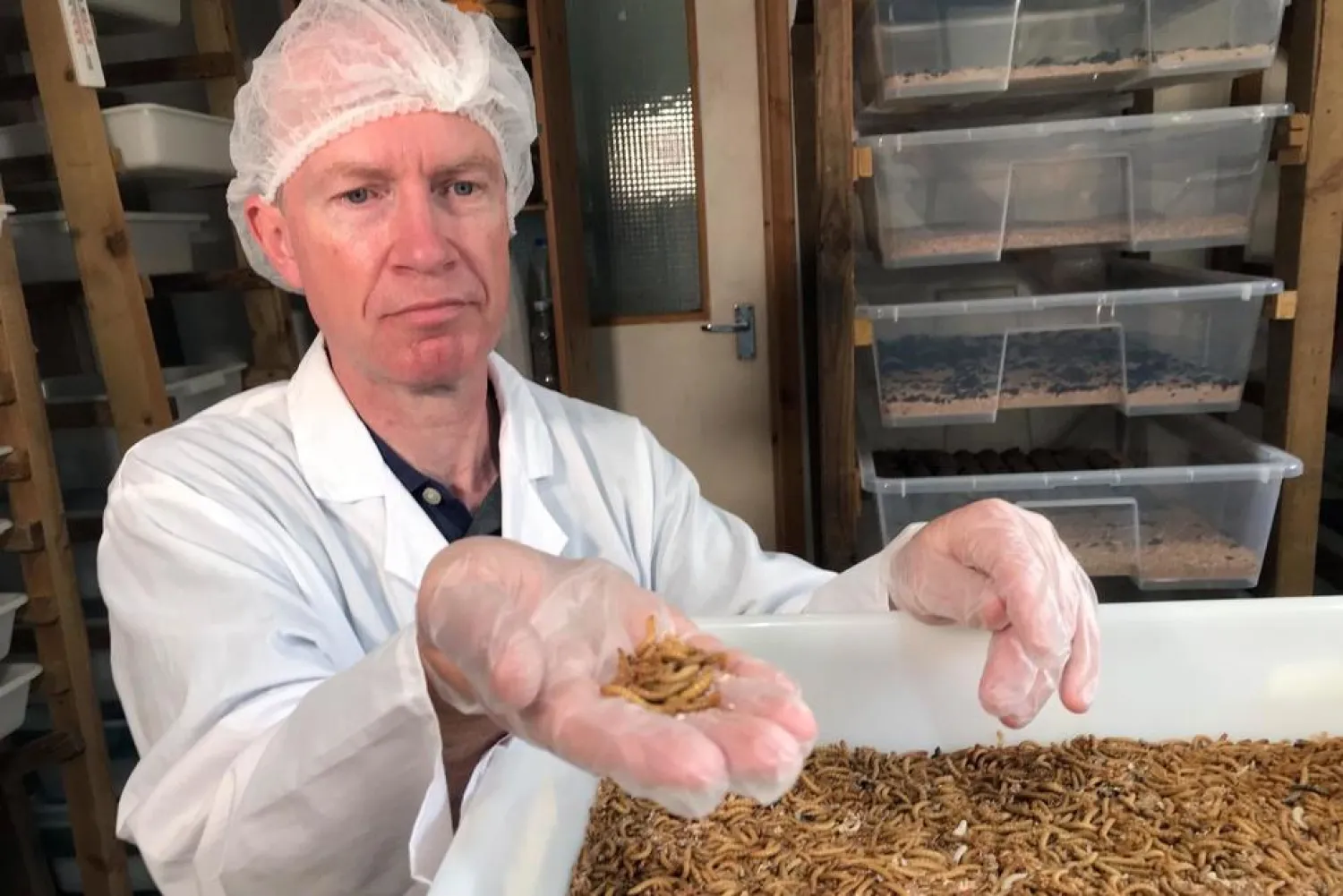 Tom Mohan, co-founder of Horizon Insects, holds a handful of Tenebrio molitor larvae, at the company’s London insect farm on June 2, 2021.  (AP Photo/Kelvin Chan) THE ASSOCIATED PRESS