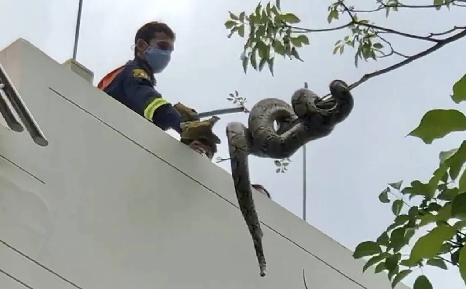 Thailand Snake: In this image made from video, a firefighter tries to capture a python in the Benjasiri Park in Bangkok, Thailand on Thursday, July 15, 2021. (AP Photo/Adam Schreck) (Adam Schreck)

