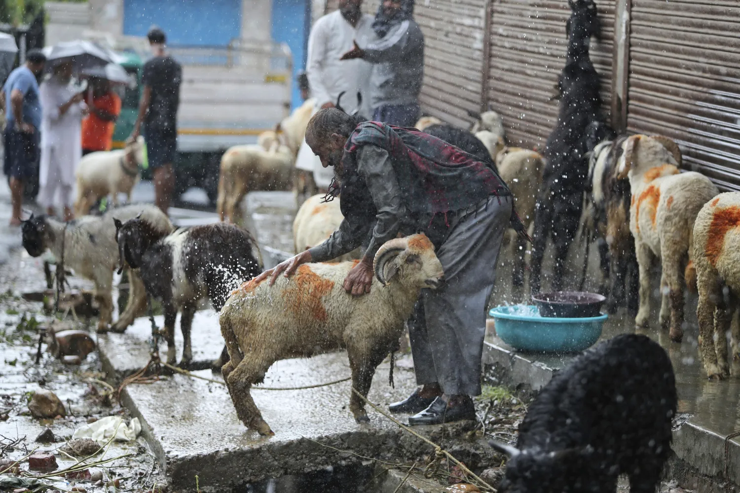 جزار يجهز الأضحية بسوق جامبو بالهند (أ.ب)