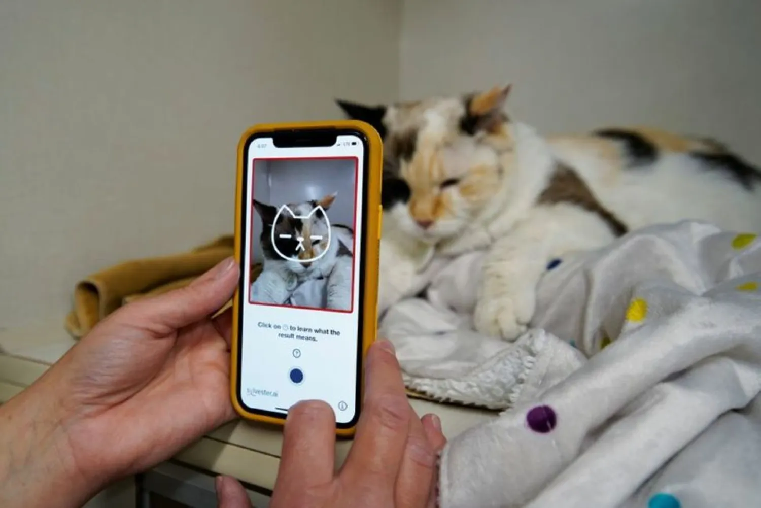 Dr. Liz Ruelle uses a new app called Tably that reads cat’s faces and helps her monitor a cat’s health at the Wild Rose Cat clinic in Calgary, Alberta, Canada, July 14, 2021. (Reuters)