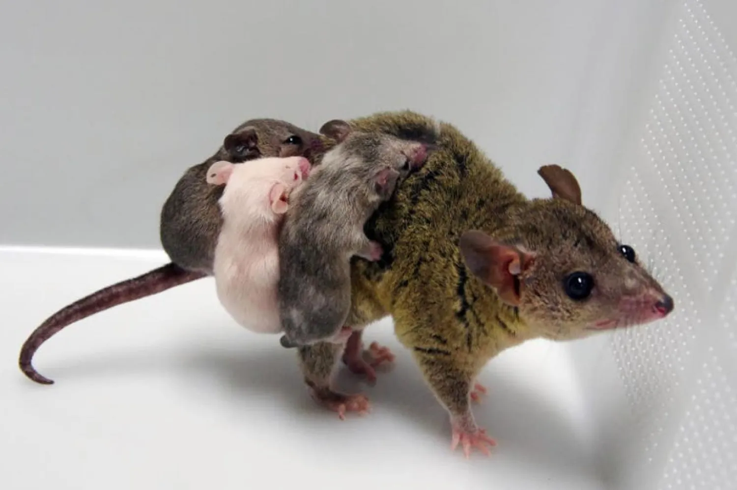 Japonya'daki RIKEN enstitüsünden bilim insanları, gen düzenleme teknolojisi CRISPR'i kullanarak genetiği değiştirilmiş ilk keseli hayvanı üretti (RIKEN)
