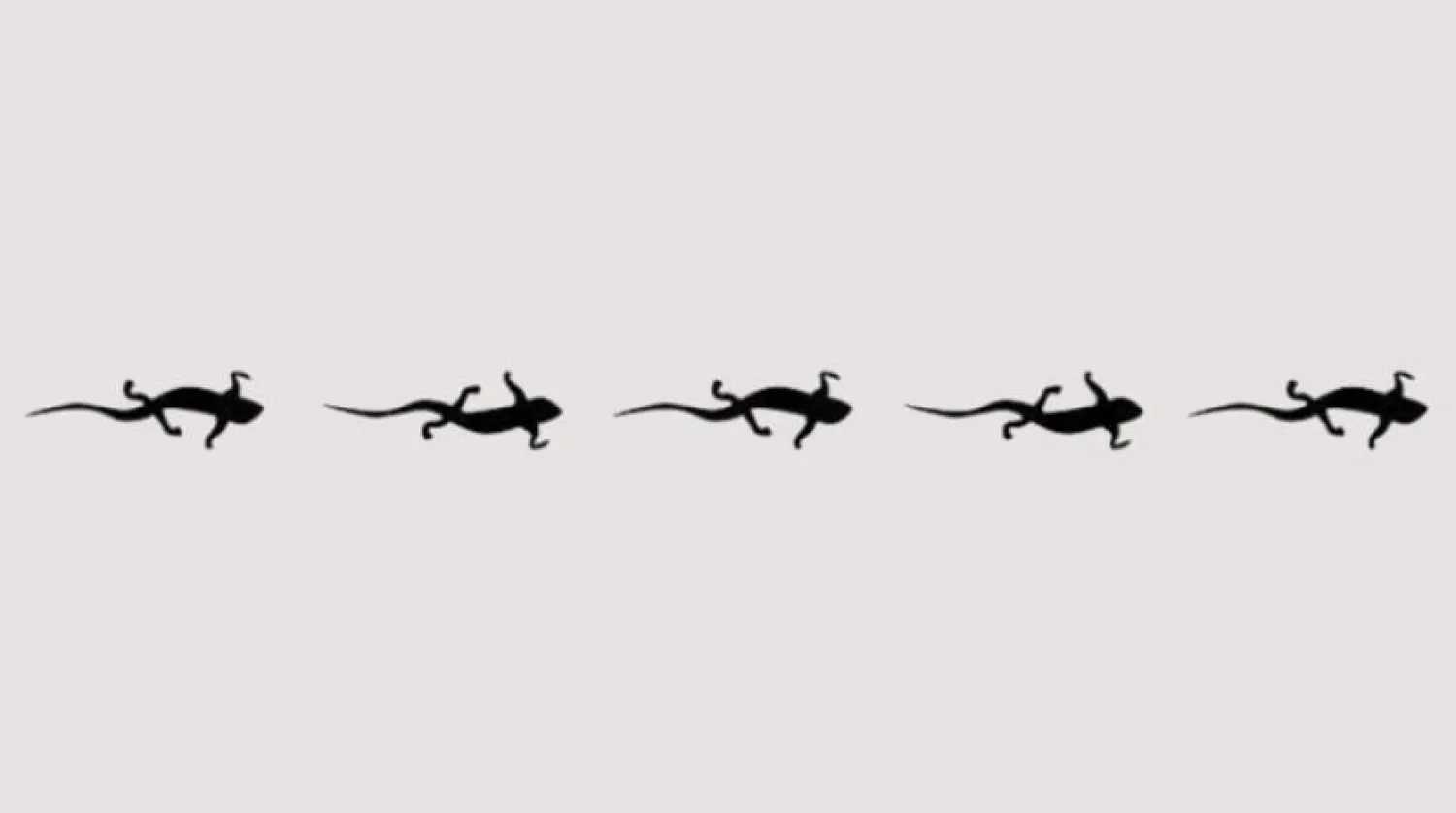 Yürüyen bir semender diyagramı (Araştırma ekibi)