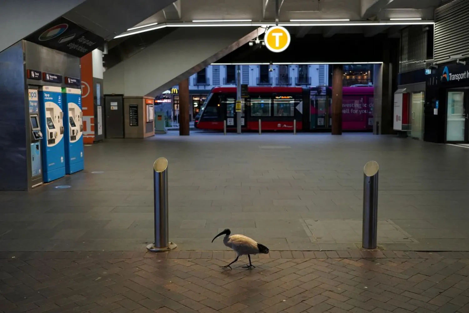 A lone bird walks past the quiet Circular Quay train station during a lockdown to curb the spread of a coronavirus disease (COVID-19) outbreak in Sydney, Australia, July 28, 2021. (Reuters)
