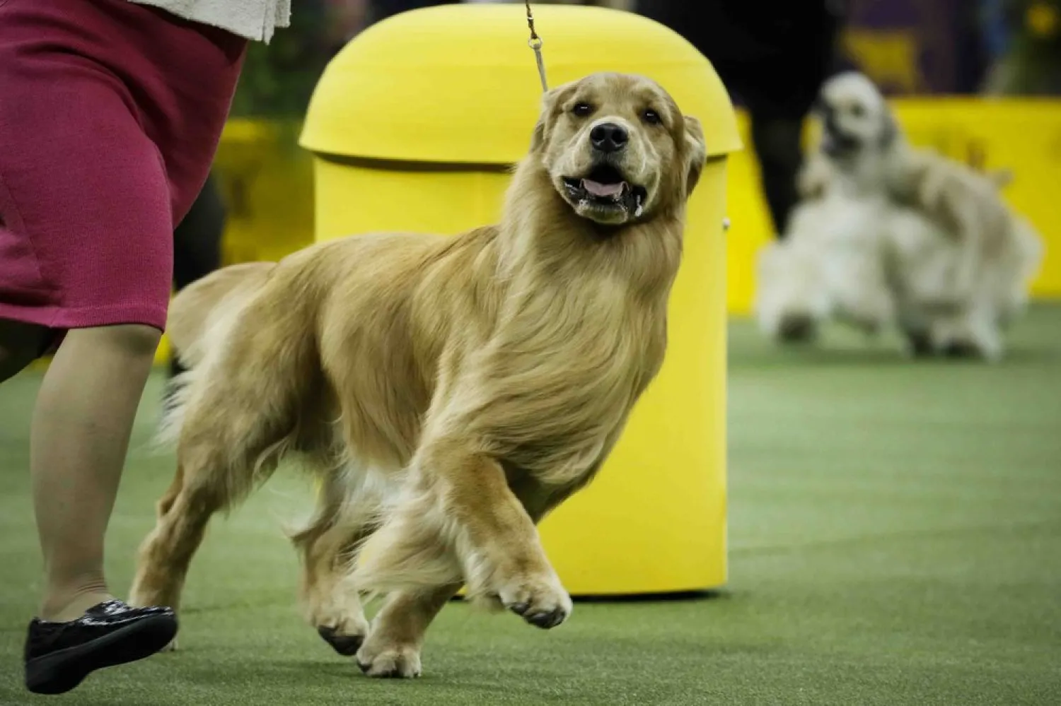 This Tuesday, Feb. 11, 2020, file photo, shows Daniel, a golden retriever, during the sporting group competition at the 144th Westminster Kennel Club dog show in New York. (AP Photo/John Minchillo, File)