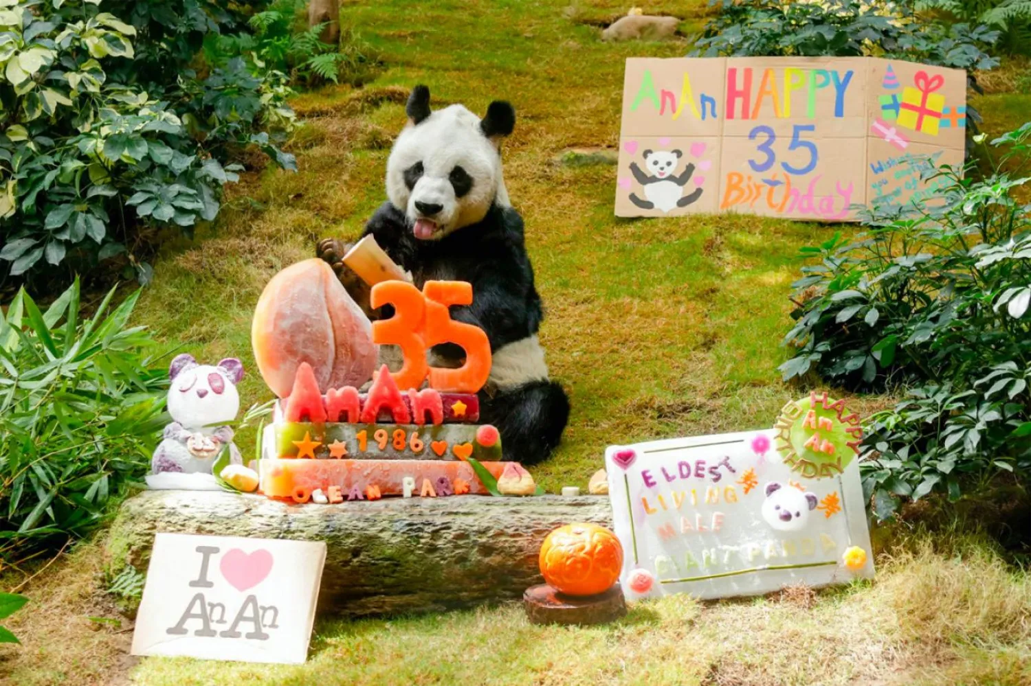 Panda An An’ın adı Çincede “barış” anlamına geliyor (Ocean Park)