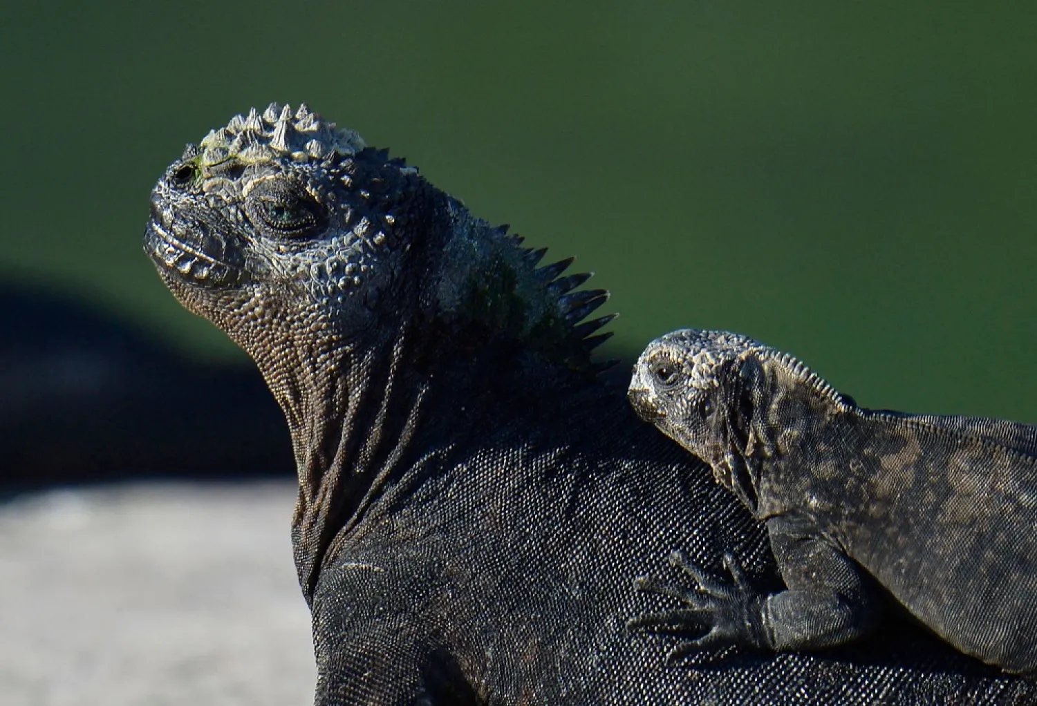Iguanas on the Galapagos islands. (AFP)