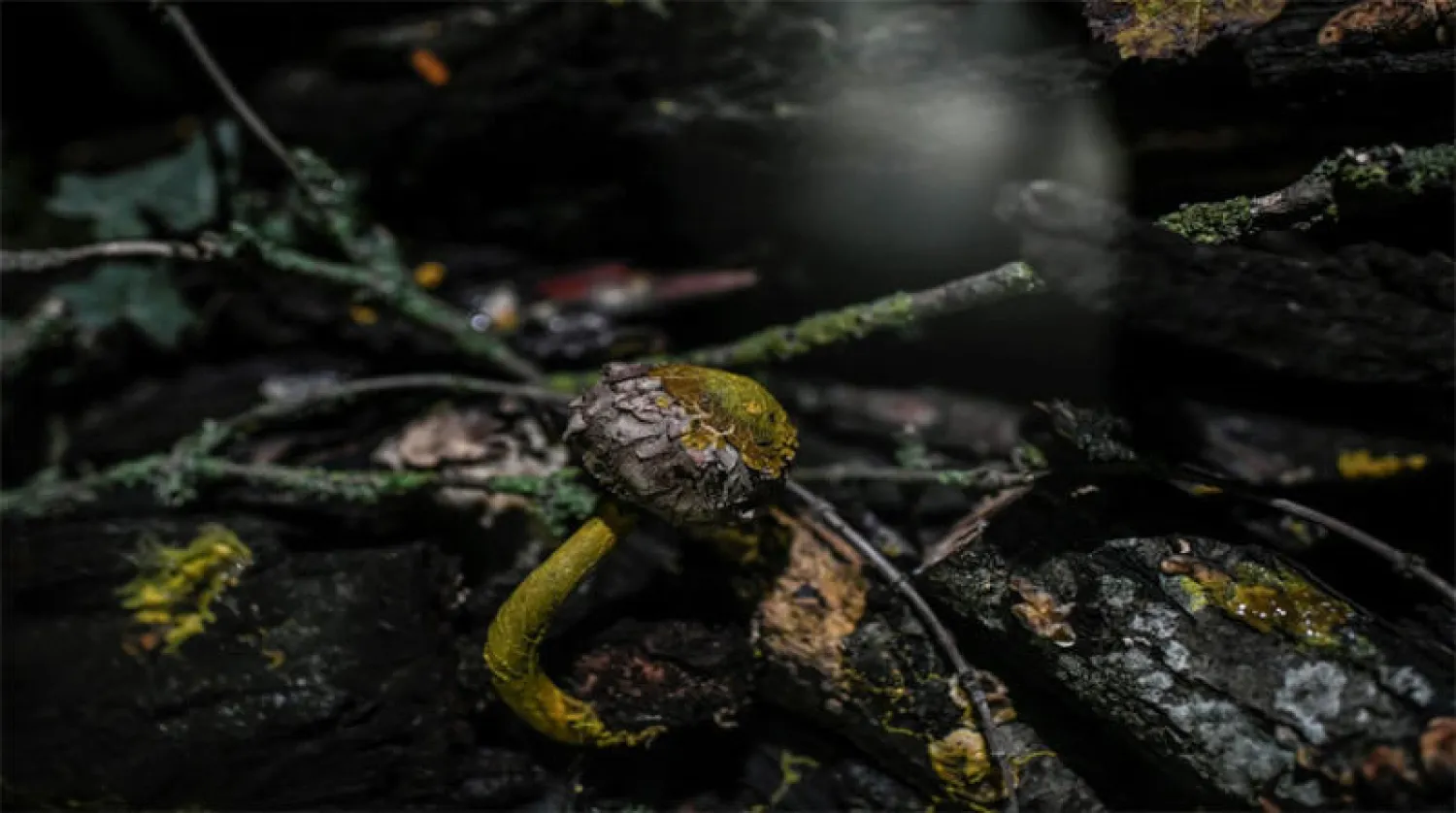 كائنات «البلوب» تسافر إلى «الفضاء الدولية»