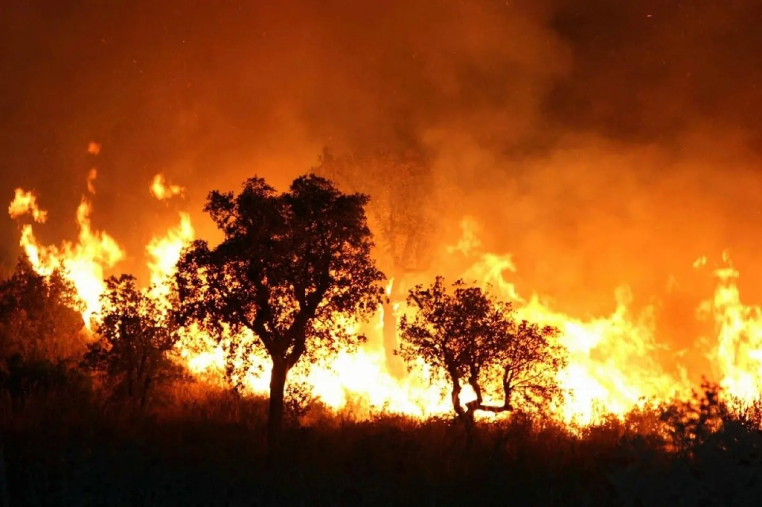 A fire in a forest in Algeria, September 1, 2017. (Getty Images)