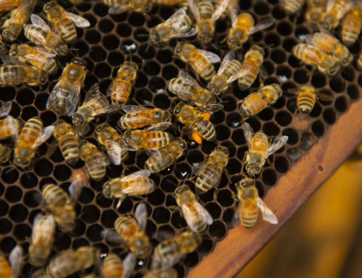 درجة الحرارة تعتبر عاملاً مهماً للغاية في تحديد مدى جودة طيران العديد من الحشرات (أ.ب)