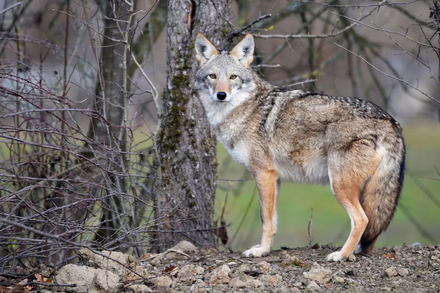 Kır kurdunun Latince adı Canis latrans (AFP)