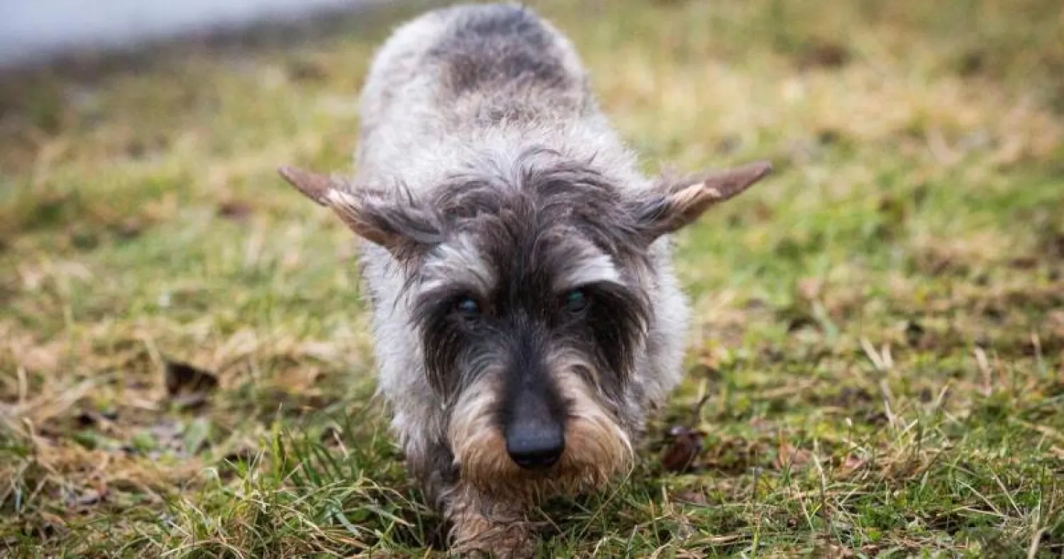 كلب الصيد من نوع ترير (أرشيفية - د.ب.أ)