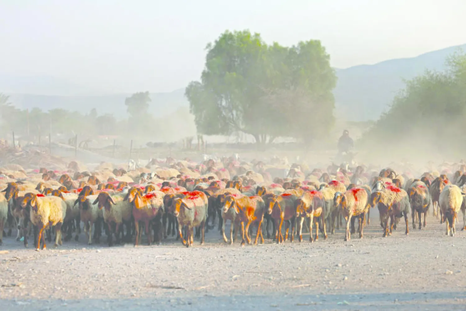 «دبلوماسية البيئة» قد تعطي دفعاً للعلاقات الإسرائيلية الأردنية