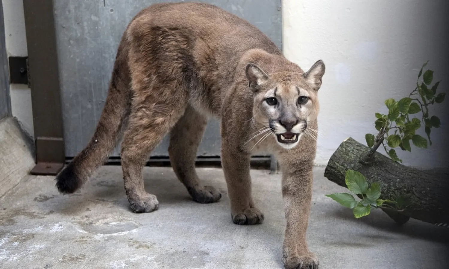 A puma removed from a home in New York City is seen at the Bronx Zoo, where it was taken before being sent to an animal sanctuary in Arkansas. (AFP)