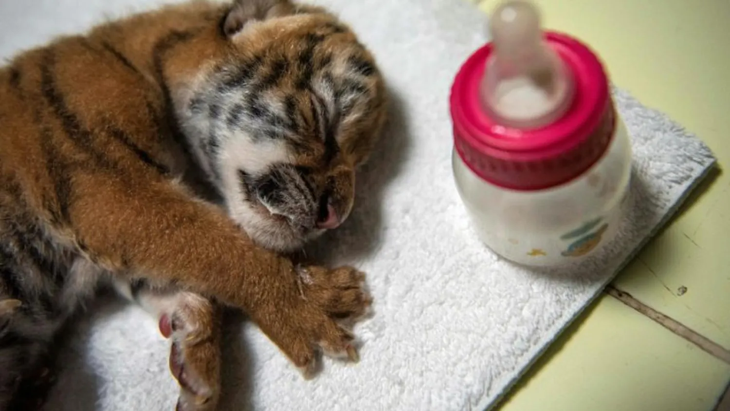 A baby Bengal tiger is seen only a few days after birth at Nicaragua's National Zoo August 30, 2021. INTI OCON AFP
