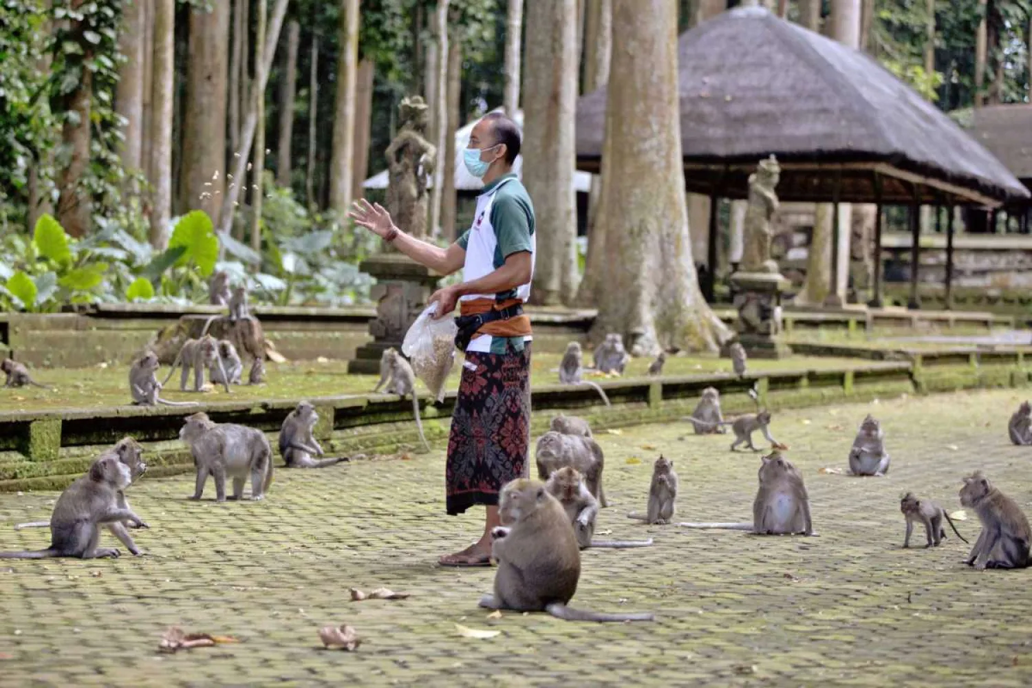 Made Mohon, the operation manager of Sangeh Monkey Forest, feeds macaques with donated peanuts during a feeding time at the popular tourist attraction site in Sangeh, Bali Island, Indonesia, Wednesday, Sept. 1, 2021.Firdia Lisnawati/AP
