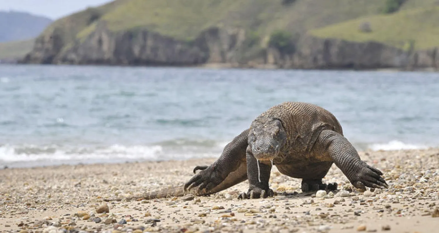 «تنين كومودو» يواجه تهديداً متزايداً بالانقراض (أ.ف.ب)