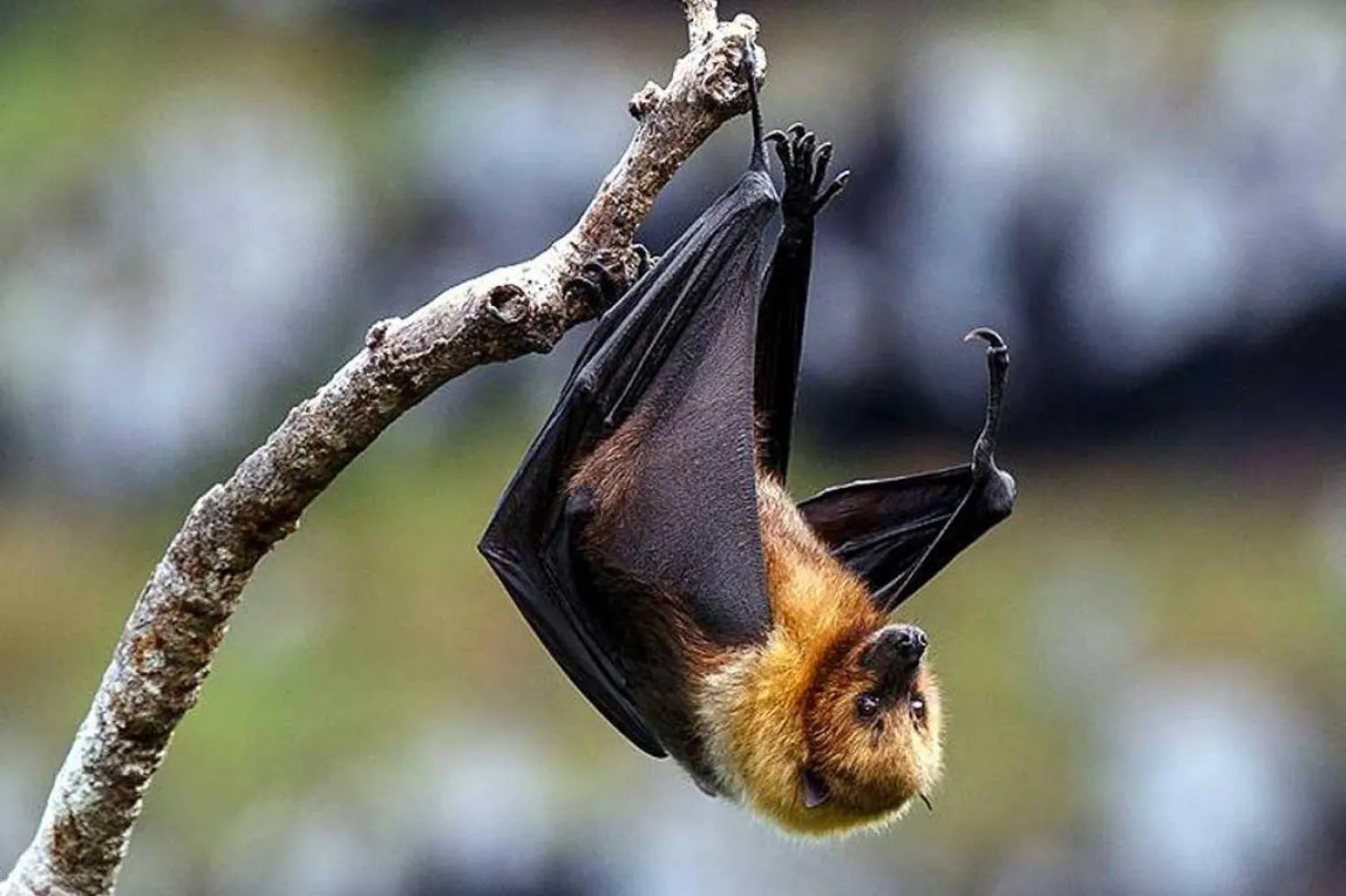 Meyve yarasaları, Nipah virüsünün doğal konakçısı kabul ediliyor (AFP)