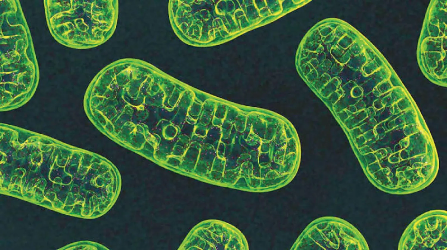 الميتوكوندريا هي مصدر الطاقة في الجسم (الفريق البحثي)