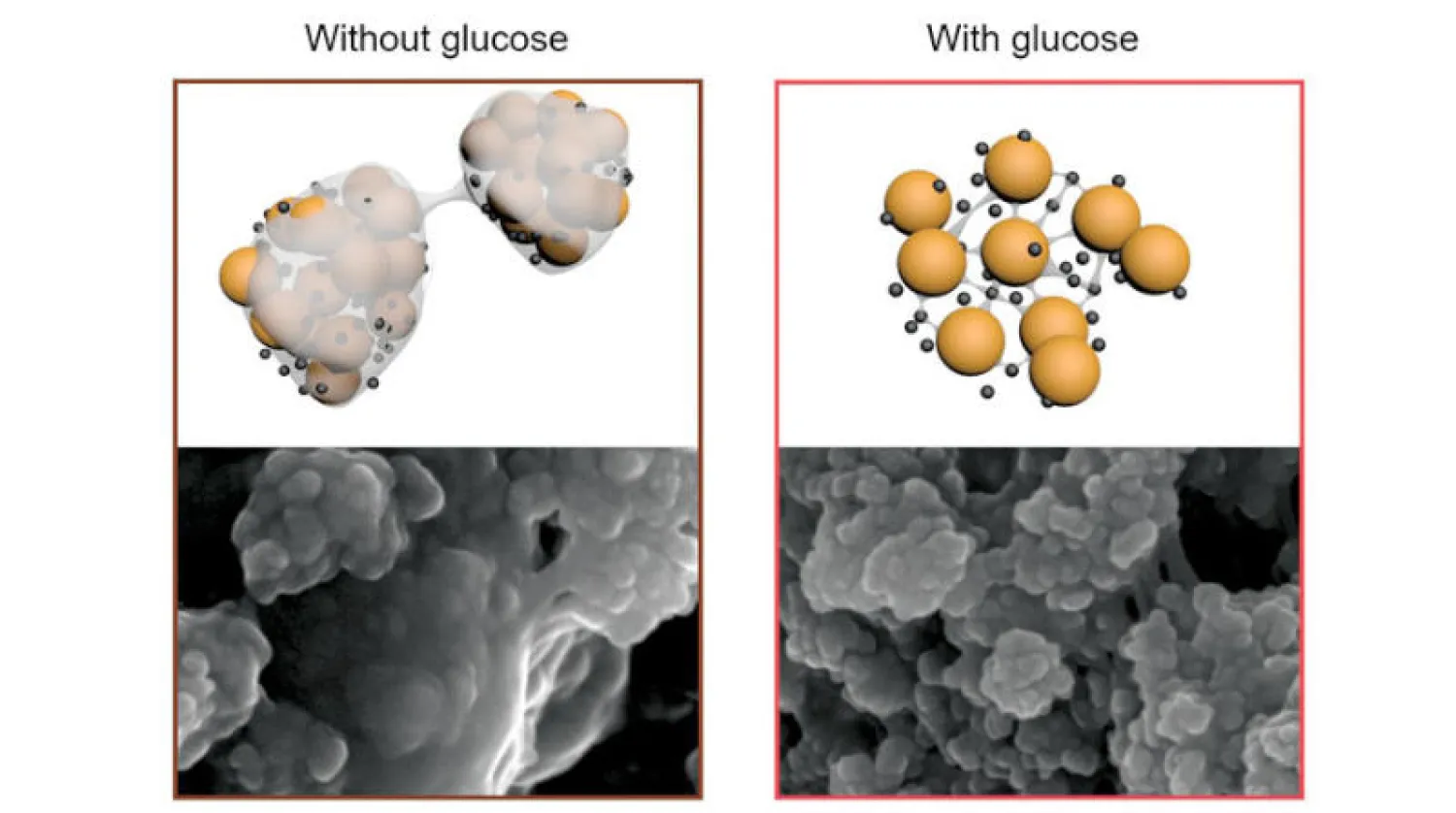 صورة توضح كيفية دمج السكر بقطب الكبريت لتثبيته (الفريق البحثي)