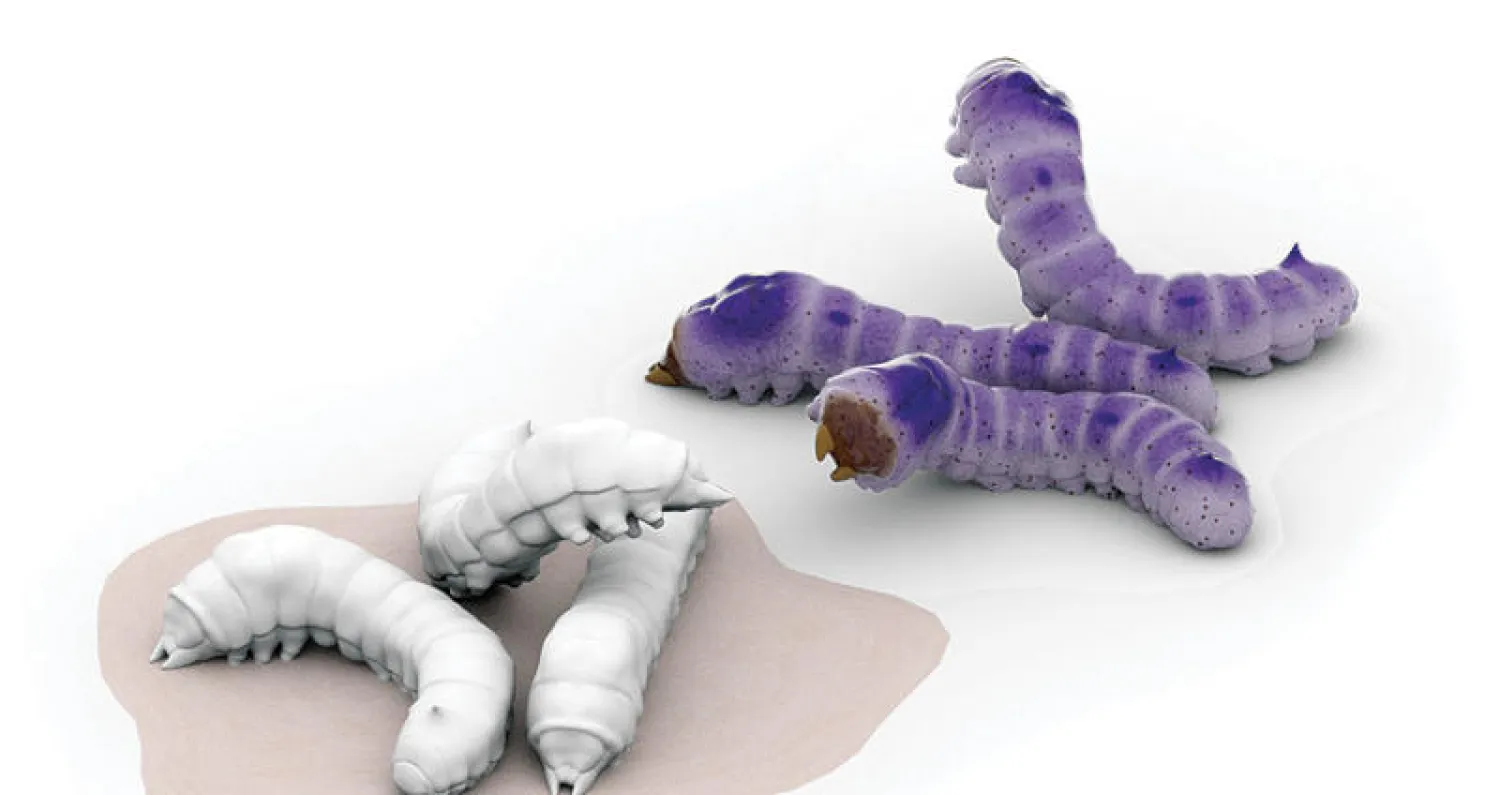 الإنزيم الناتج من الخميرة ودودة القز  تفوق إلى حد كبير على المصادر التجارية له