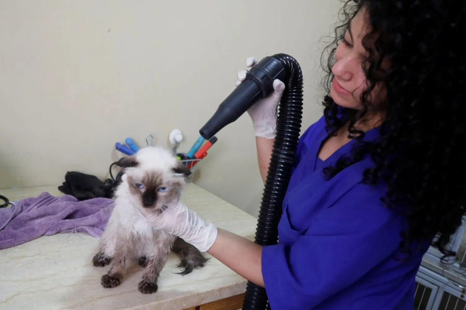 A staff member blow-dries a cat’s hair after a bath at Royal Care Vet Clinic that offers animals medical and grooming care, in Nablus, the Israeli-occupied West Bank, September 7, 2021. (Reuters)