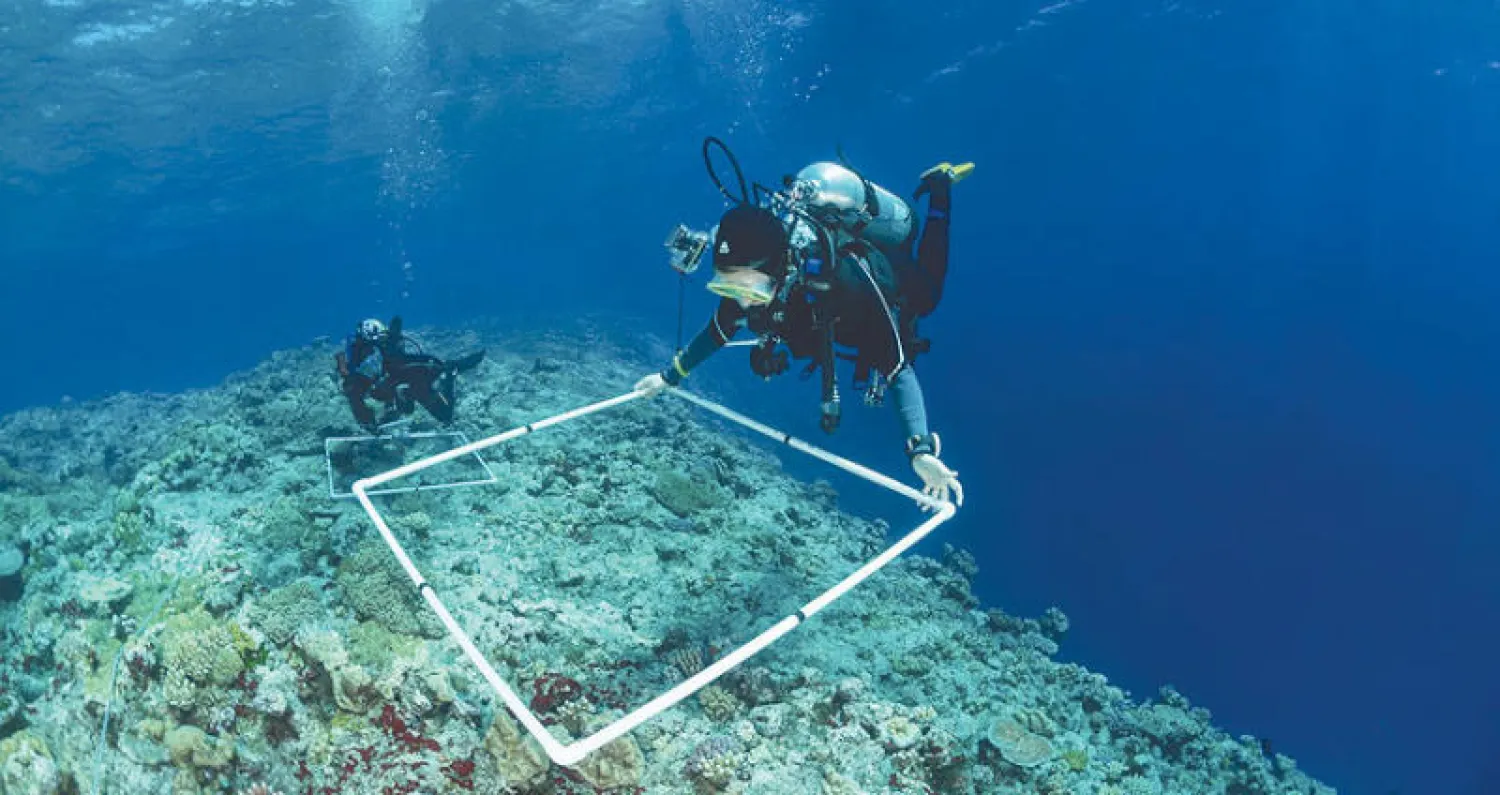 أحد الباحثين خلال دراسة إحدى الشعاب المرجانية في البحر الأحمر (الشرق الأوسط)