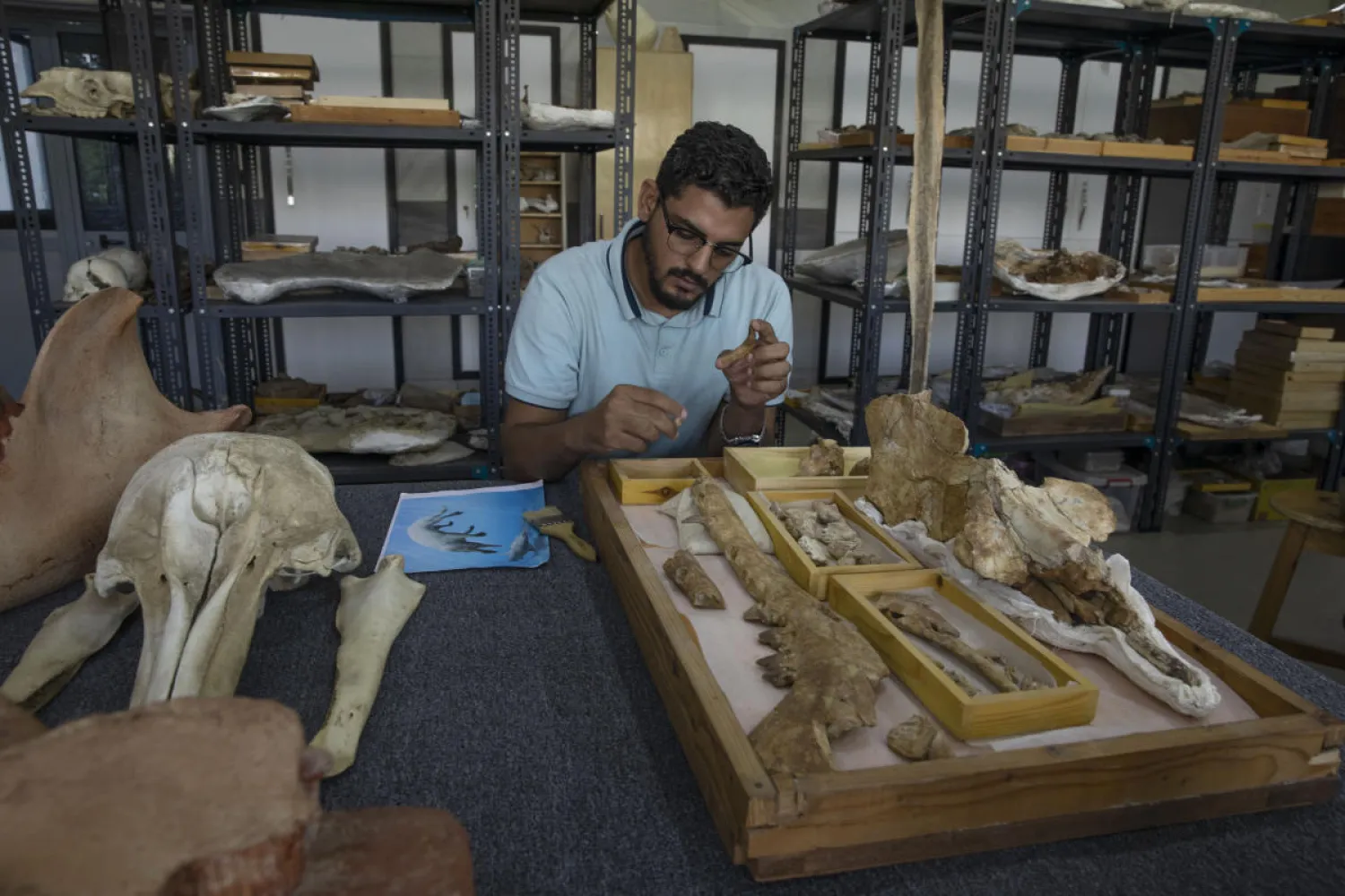 Egyptian researcher at Mansoura University Abdullah Gohar, shows the fossil of a 43 million-year-old four-legged prehistoric whale known as the "Phiomicetus Anubis," in an evolution of whales from land to sea, which was unearthed over a decade ago in Fayoum in the Western Desert of Egypt, at the university's paleontology department lab, in the Nile Delta city of Mansoura, 110 kilometers north of Cairo, Egypt, Sunday, Sept. 12, 2021. (AP Photo/Nariman El-Mofty)