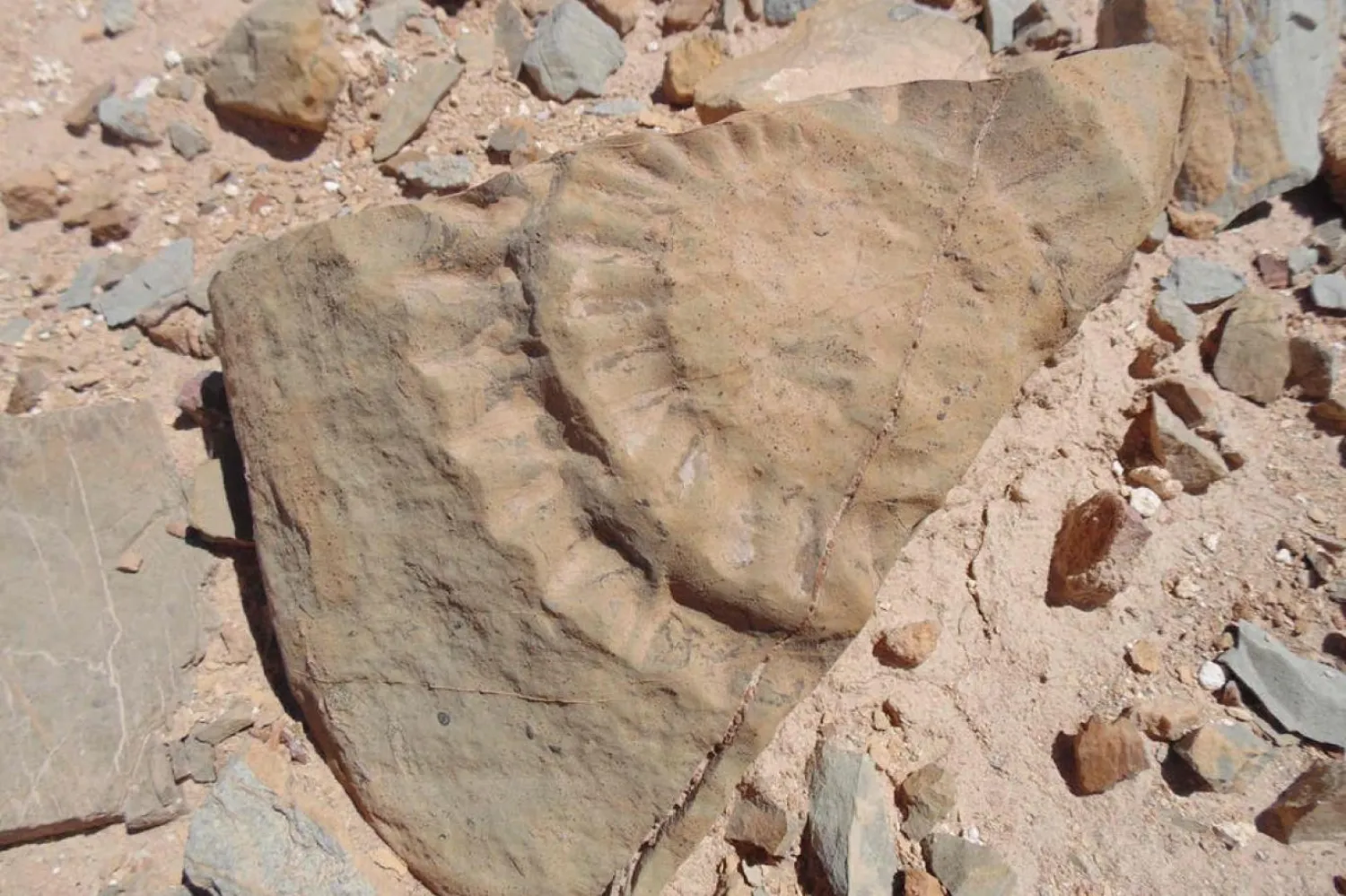 Atacama Çölü'nde bir grup bilim insanı bir pterozor fosili buldu (AFP)
