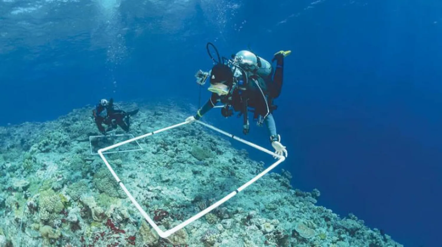 A researcher studies coral reefs in the Red Sea. Asharq Al-Awsat