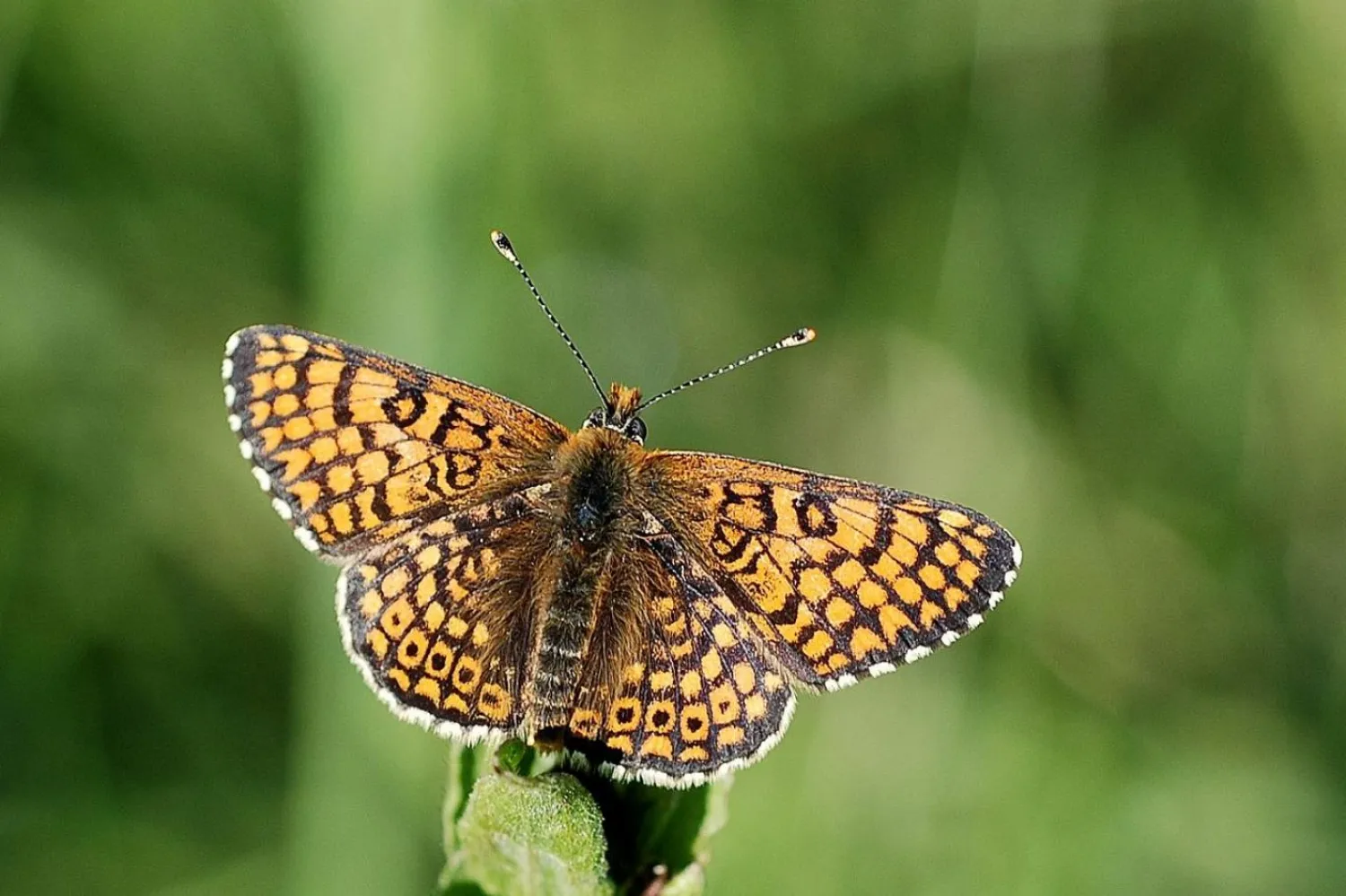 İparhan kelebeğinin Latince adı Melitaea cinxia (Gilles San Martin/CC0/wikimedia)

