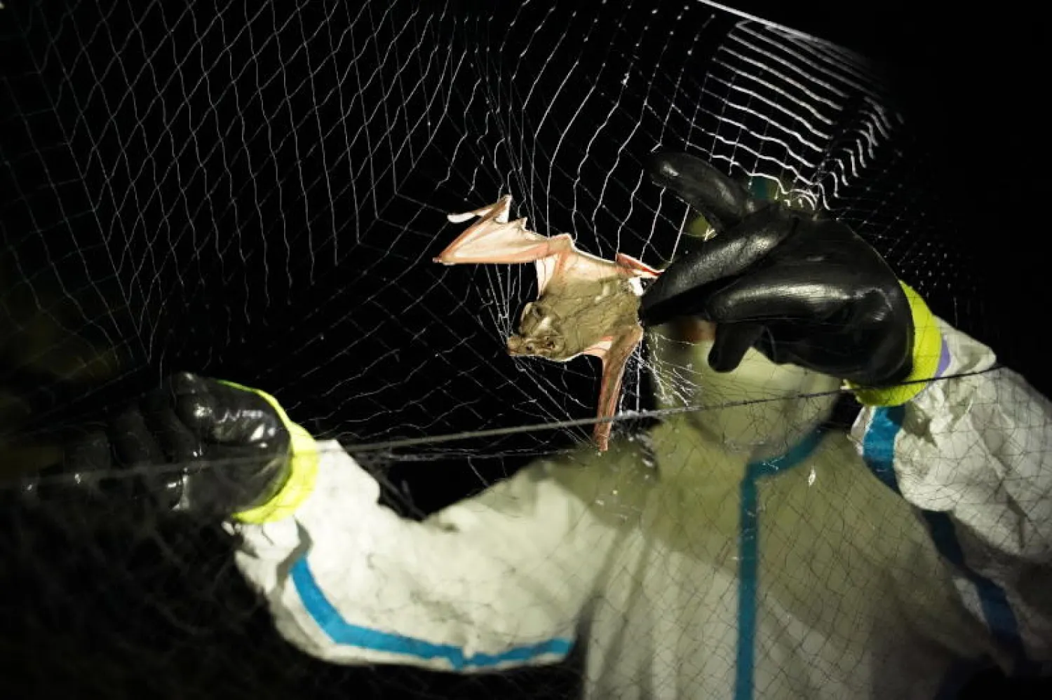 باحث من معهد باستور دو كامبودج يزيل خفاشًا محاصرًا بشبكة ضباب بتل تشنغوك في منطقة ثالا بوريفات بمقاطعة ستونغ ترينغ (رويترز)